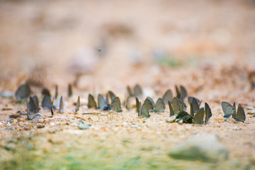 Group of butterflies on the ground