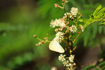 Butterfly, Honey Hunter