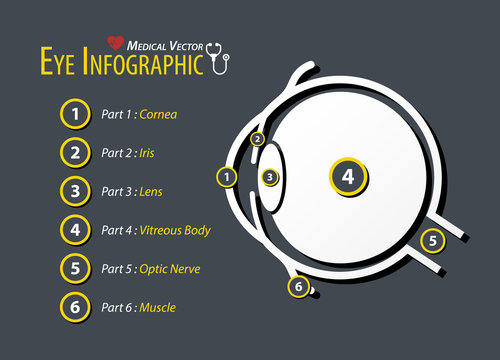 Eye Infographic . Flat Design .