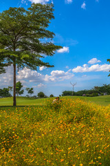 Fototapeta na wymiar little yellow flowers beside the green field