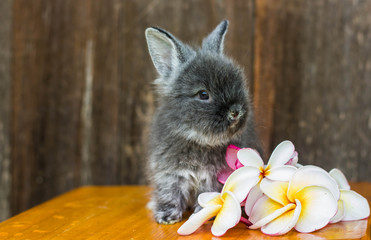 cute baby rabbit with flower