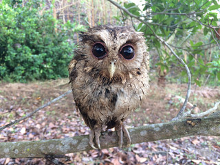 Little owl on tree