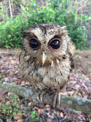 Little owl on tree
