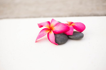 Pink Plumeria and black rock on white concrete isolated background