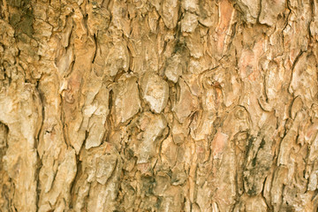 bark texture background, trunk