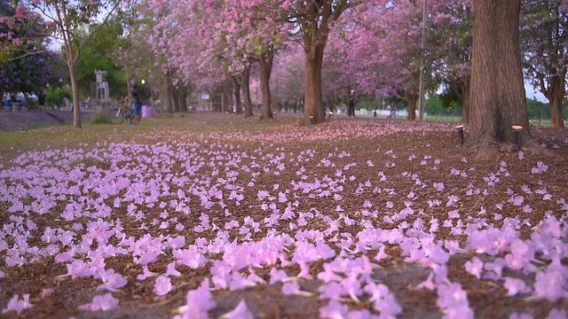 Pink flower (Tabebuia rosea) fall from the tree.