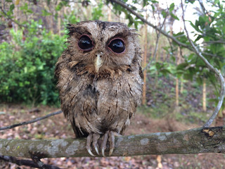 Little owl on tree