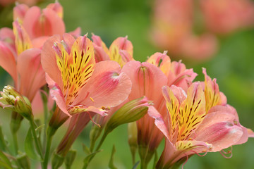 Fototapeta premium Alstroemerias