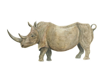 Fototapeta premium Watercolor painting rhinoceros isolated on white
