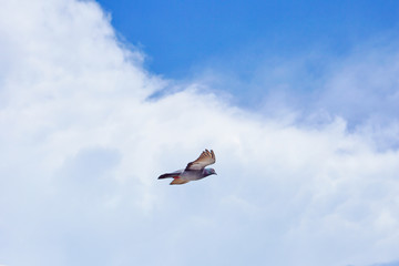 Pigeon flies in the blue sky in a sunny day.