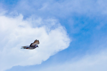 Pigeon flies in the blue sky in a sunny day.