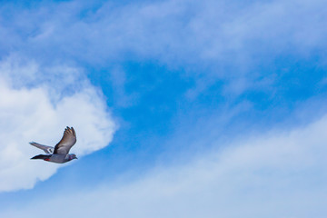 Pigeon flies in the blue sky in a sunny day.