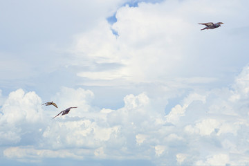 Pigeon flies in the blue sky in a sunny day.
