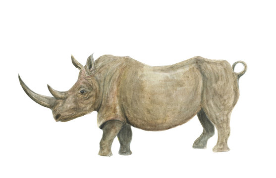 Watercolor painting rhinoceros isolated on white