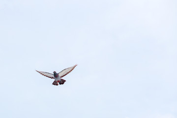 Pigeon flies in the blue sky in a sunny day.