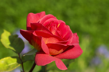 Red gorgeous blossoming rose lit by the evening sun