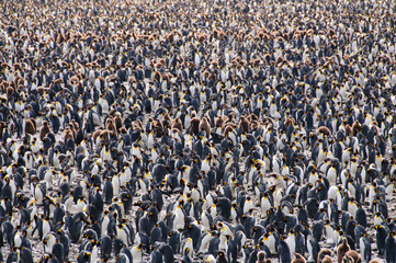 Penguin Colony Overview