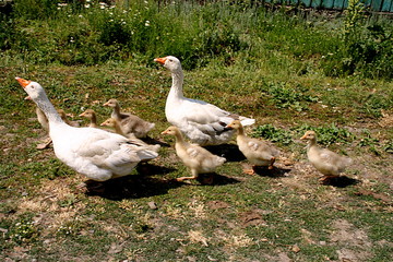 goslings