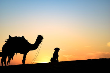 Camel and a dog with Sunset