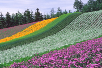 花畑