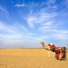 Camels in Jaisalmer desert