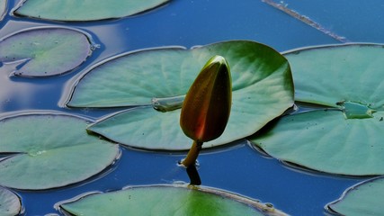 Seerose geschlossen mit Blättern