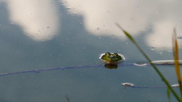 Frosch im Wasser, herausguckend