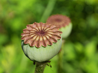 Fototapeta premium Samenkapsel türkischer Mohn