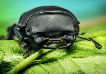 Young stag beetle