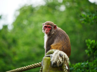 Macaque Rhésus