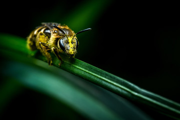Litlle wasp on grass