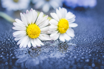 Fototapeta premium Daisy flowers reflection