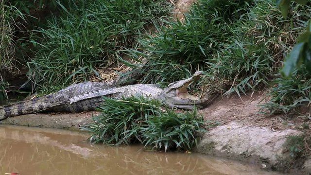 Alligator on land, snaps jaws at mid-air