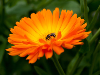 Bright Orange Flower Marigold Calendula Officinalis