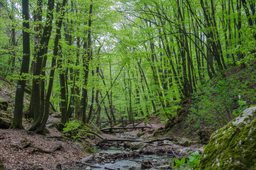 Forest and river in a picturesque gorge in the spring