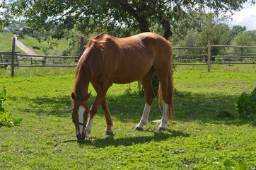 Obraz premium Horse in Yasnaya Polyana