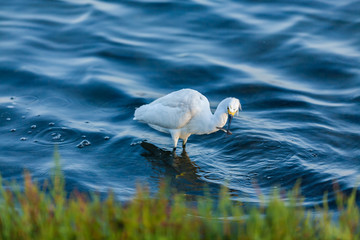 Snowy Egret 002