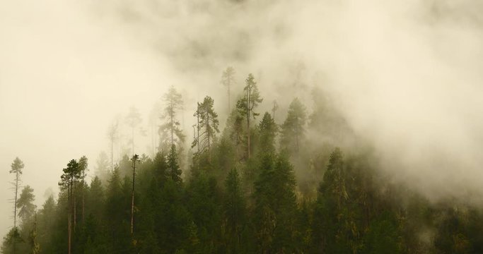 4k mountain mist rising in the morning,fog pine trees,such as wonderland.Bomi County in tibet,the largest precipitation area in China.