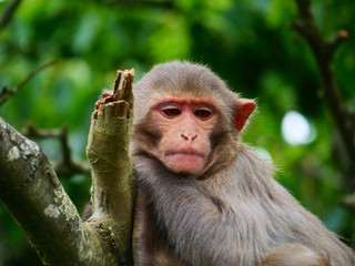 Macaque Rhésus