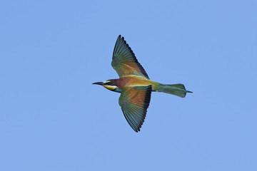 European bee-eater (Merops apiaster)