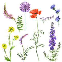 Set of Wildflowers