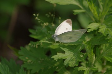 モンシロチョウ