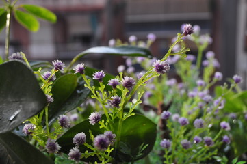 Flor31