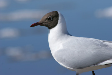 A seagull looks at an ice drift