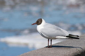 Fototapeta premium A seagull looks at an ice drift