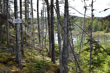 Walking Trail through Pine Forest in Newfoundland, Canada