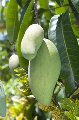 ペリカンマンゴー