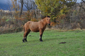Naklejka premium Caballo13