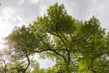 Maple Tree Under Bright Clouds