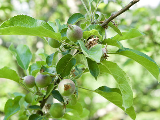 Apfelbaum - unreife Früchte © Richtsteiger